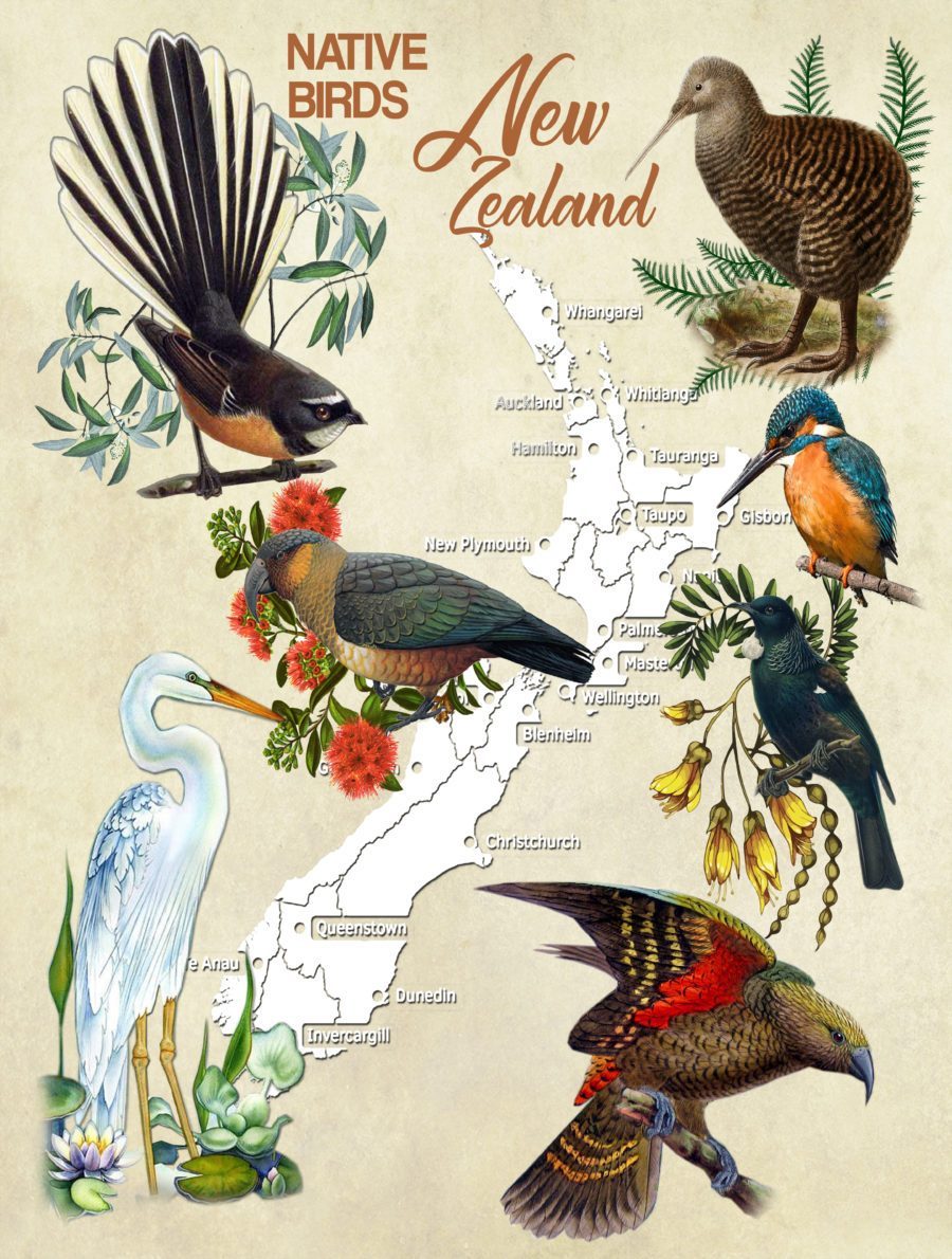 new-zealand-native-birds-poster-puzzle
