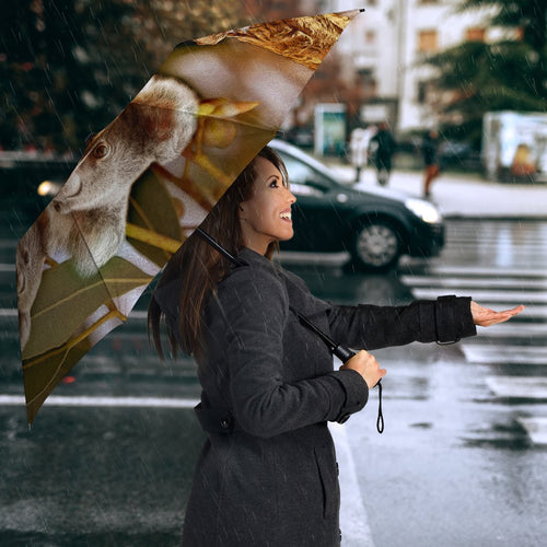 umbrella-australian-koala-umbrella-3d-koala